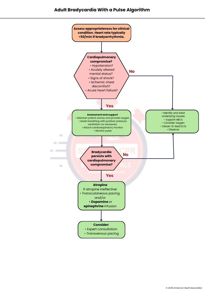 adult-bradycardia-with-a-pulse-algorithm